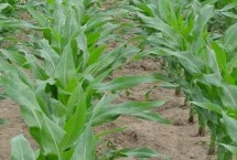 金糯1870玉米栽培技术要点，春播生育期88.9天