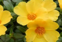 种植马齿苋常见品种，繁殖方式包括播种和扦插