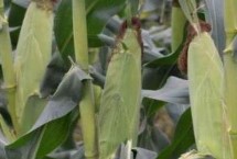 彩甜糯1702玉米栽培技术要点，育苗移栽可提前播种