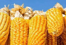 济玉1958玉米栽培技术要点，夏播生育期105天