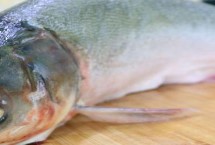 花鲢鱼和白鲢鱼的区别，肉质差且鱼刺很多