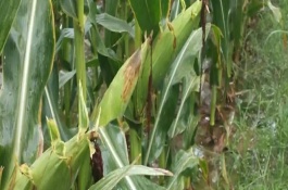 适种区域，夏播生育期104天