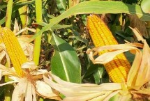 金苹果669玉米栽培技术要点，大喇叭口期应注意防治玉米螟