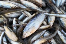 麦穗鱼的种类，具体售价会受到市场影响