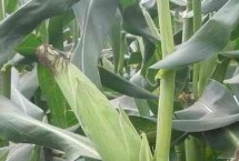 正红212号玉米栽培技术要点，夏播青贮生育期103天