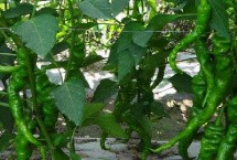 辣椒的适宜种植深度，土温超过15℃时即可定植