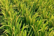 龙粳4298水稻栽培技术要点，该品种主茎10片叶