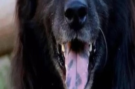 狗狗舌头发白是怎么回事，主要有以下4个原因