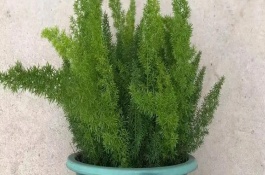 天门冬怎么修剪，最好置于半阴的环境中养护