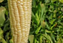 金育477玉米栽培技术要点，适宜在肥力中上等的地块种植