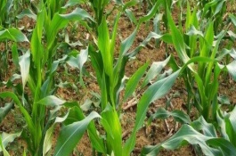 金粒1号玉米品种的基本信息，高抗灰斑病1级