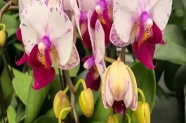 蝴蝶兰叶子枯萎了怎么救活，可能是水分太多或光照不足所致