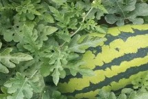 西瓜空心厚皮的原因，品种是原因之一