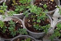 月季扦插什么时候剪枝好，春秋两季均可进行