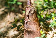 竹笋如何保鲜贮藏半年以上，不同品种的竹子发笋时间不一样