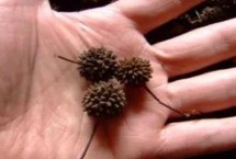 钩藤种子的育苗方式，可剪下优良健壮的果枝