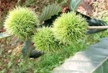 板栗什么季节成熟，土壤不适合或者缺水都会导致