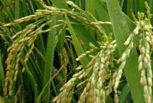 珑香优4832水稻栽培技术要点，秧田亩播种量10.0千克