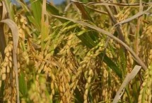 宁香粳9号水稻栽培技术要点，一般5月中旬播种