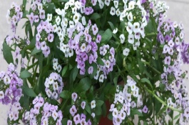 香雪球开花后怎么打理，北方地区一般在3月份播种