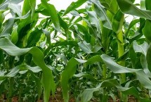 豫单863玉米栽培技术要点，拔节前及时防治苗期病虫害