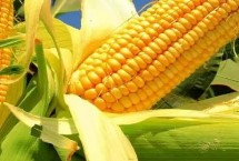 哈育887玉米栽培技术要点，种植密度不宜过大