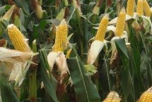 萃甜618玉米栽培技术要点，合理安排播期