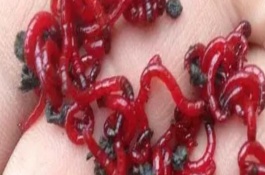 红虫有什么危害，物种、形态和栖息环境均不同