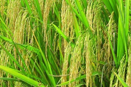 华两优6号水稻栽培技术要点，秧田亩播种量8～10公斤
