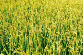 盐糯18039水稻栽培技术要点，该品种株型较紧凑
