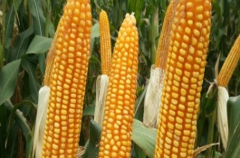 星单6号玉米栽培技术要点，选择中等以上肥力地块