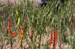 辣椒树叶子卷曲原因，可采取浇水、遮阴等措施