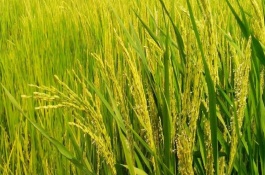 谷优168水稻栽培技术要点，每亩大田用种量0.75千克