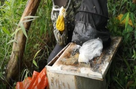 野生蜜蜂的筑巢地点，将蜂蜡涂抹在蜂箱中可起到引诱效果