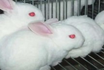 养殖兔子需要投资多少钱，适合家养