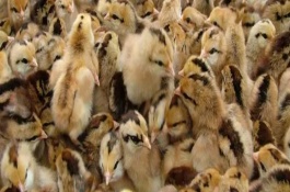 养鸡买鸡苗的时间,适合在3-4月份购买 养鸡买鸡苗的时间,适合在3-4月份购买