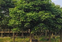 秋枫的主要价值，属于大戟科、秋枫属乔木