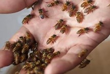 蜜蜂蜇人后为什么会死，不会自行消失需及时取出