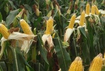 道吉158玉米栽培技术要点，夏播生育期102天