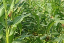 龙垦1909玉米栽培技术要点，中抗丝黑穗病