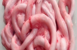 怎么清洗猪大肠，洗净后焯水并刮除外膜、切开后洗净内膜即可去除腥臊味