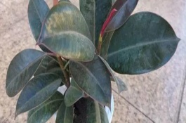 榕树在冬天会不会掉叶子，将温度保持在15-35℃之间