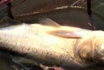 钓鲢鳙用什么钩比较好，上午10点至傍晚18点为开口适期