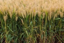 秦麦369小麦栽培技术要点，与对照品种周麦18熟期相当