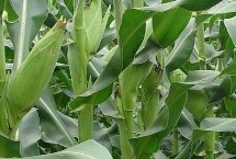 博信212玉米栽培技术要点，夏播生育期106天