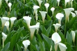 送马蹄莲花代表的意思，每种颜色都具有不同的意义