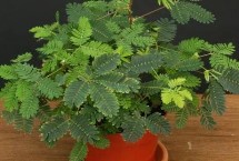 含羞草需不需要施肥，需要适量施肥