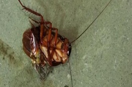 杀虫剂能不能杀死蟑螂，能杀死蟑螂