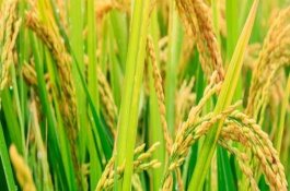 欣荣优0861水稻栽培技术要点，重点抓好稻曲病的防治