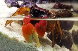 让螃蟹存活2-3天的方法，可以用鱼缸养